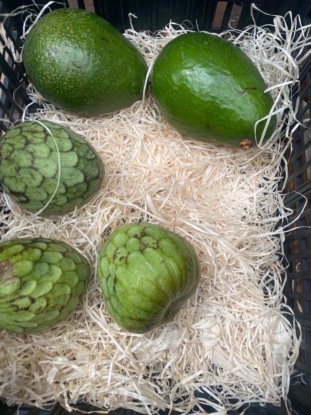 Customer photo review of Avocado Antillano (Riesen-Avocado ca. 750g-1kg!)