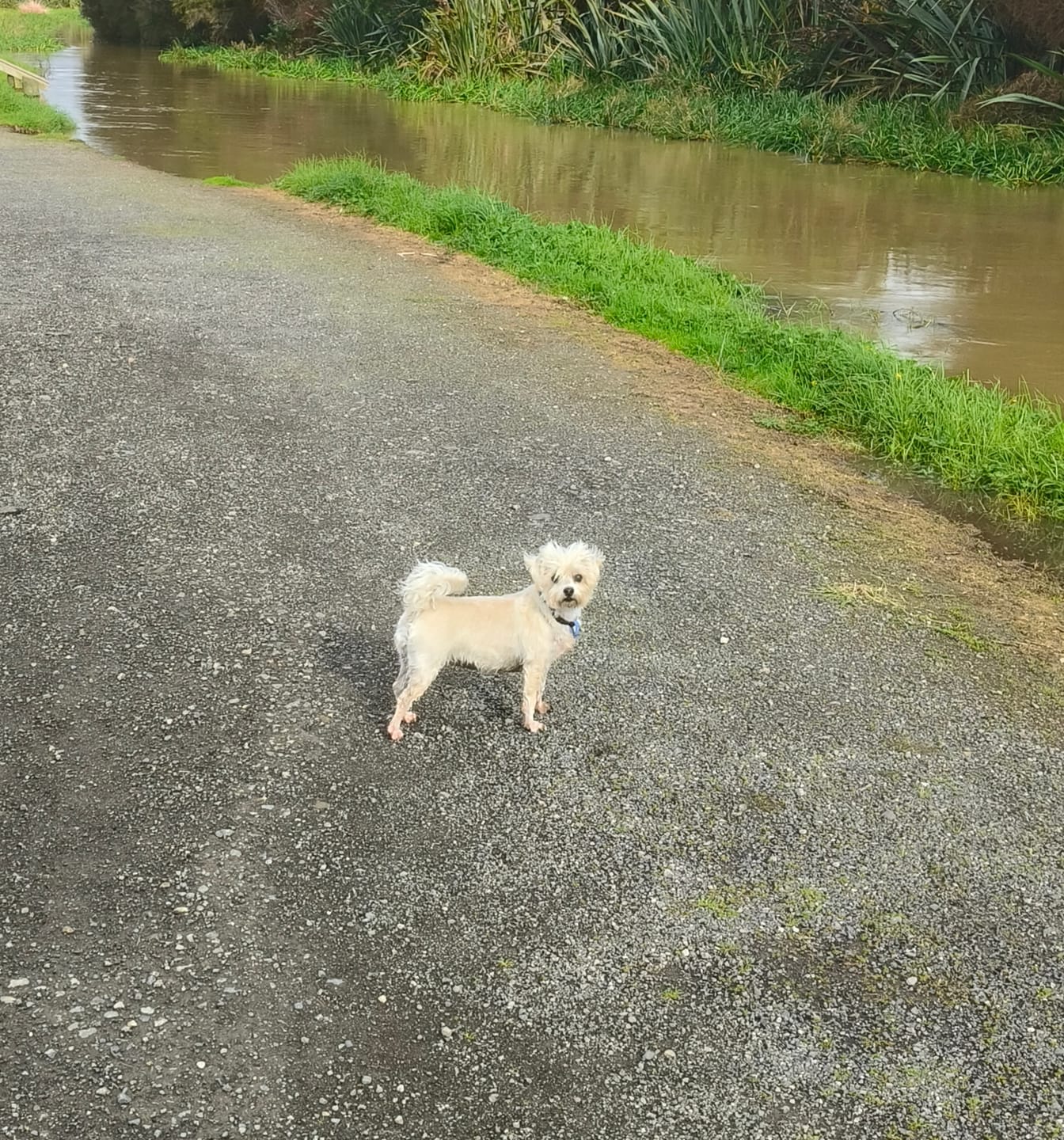 Customer photo review of NexGard SPECTRA for Small Dogs 3.6-7.5kg