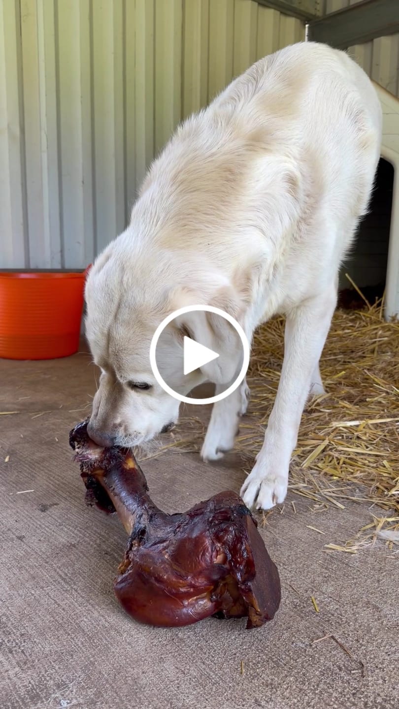Customer video review of Smoked Dinosaur Bones