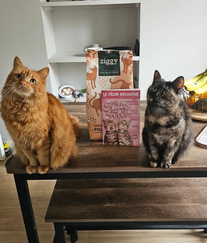 Photo d'un client : deux chats assis sur une table à côté d'un sac de Croquettes Sans Céréales au Poulet.