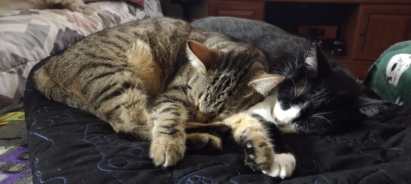 Customer photo review of GCP Flea & Tick Natural Defense for Cats - 100 Soft Chews