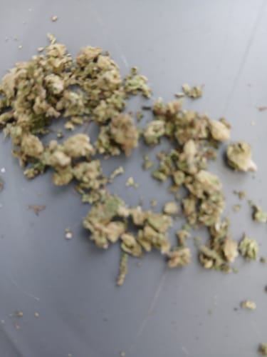 Customer photo review of Bananas Foster THCA Flower
