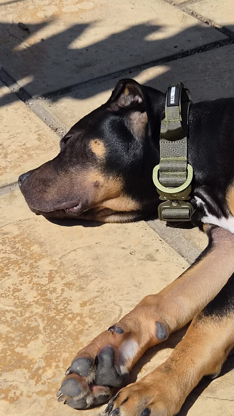 Customer photo review of 5cm Combat® Collar | With Handle & Secure Clip - Tan