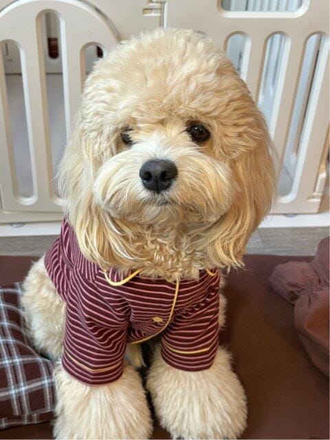 Customer photo review of Hit Snooze, Hooman Pajamas — Jam Pink