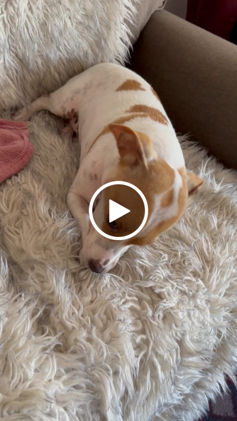 Customer video review of Long-Lasting Yak Chews — 6 Flavor Pack
