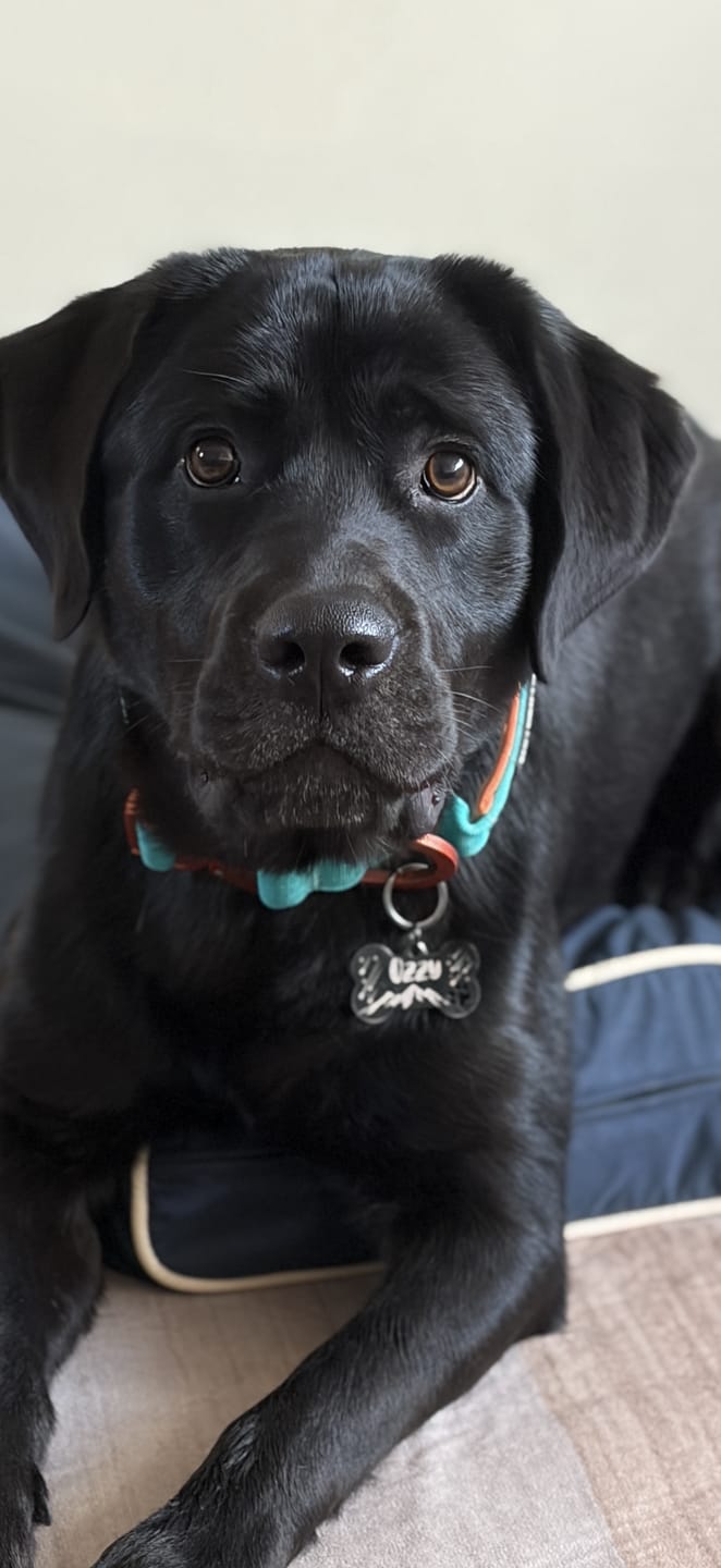 Customer photo review of 4cm LIGHTER Combat® Collar | With Handle Rated Clip - Turquoise & Orange