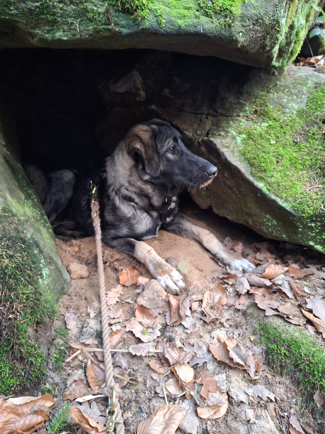 Customer photo review of DNA Test Rassebestimmung Pro Hund