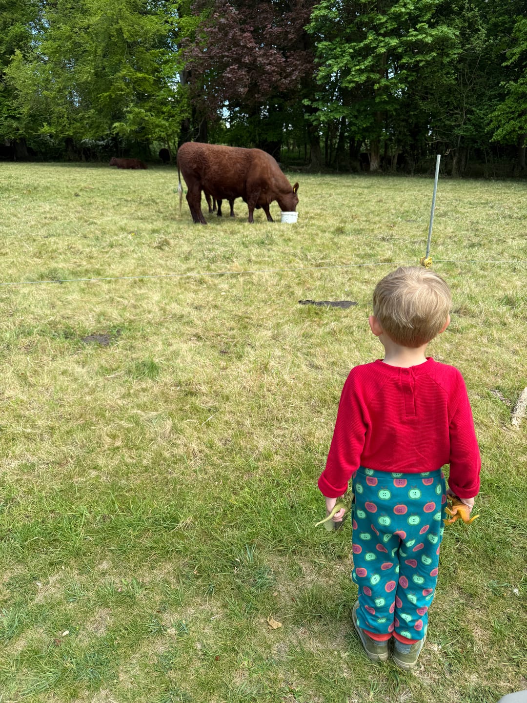 Customer photo review of Apple Picking Organic Comfy Joggers