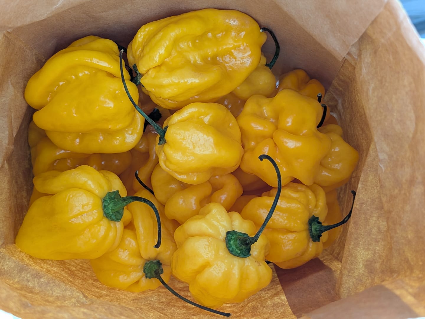 Customer photo review of FRISCHE HABANERO GELB 200G