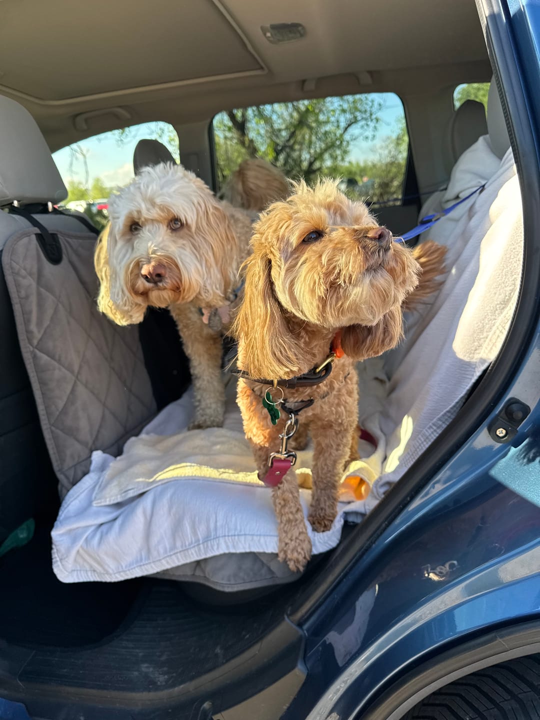 Customer photo review of 2 Pack Adjustable Headrest Car Dog Safety Seatbelt