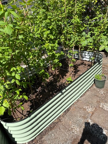 Customer's 17" Tall Extension Kit assembled into a long, light green raised bed filled with raspberry plants.
