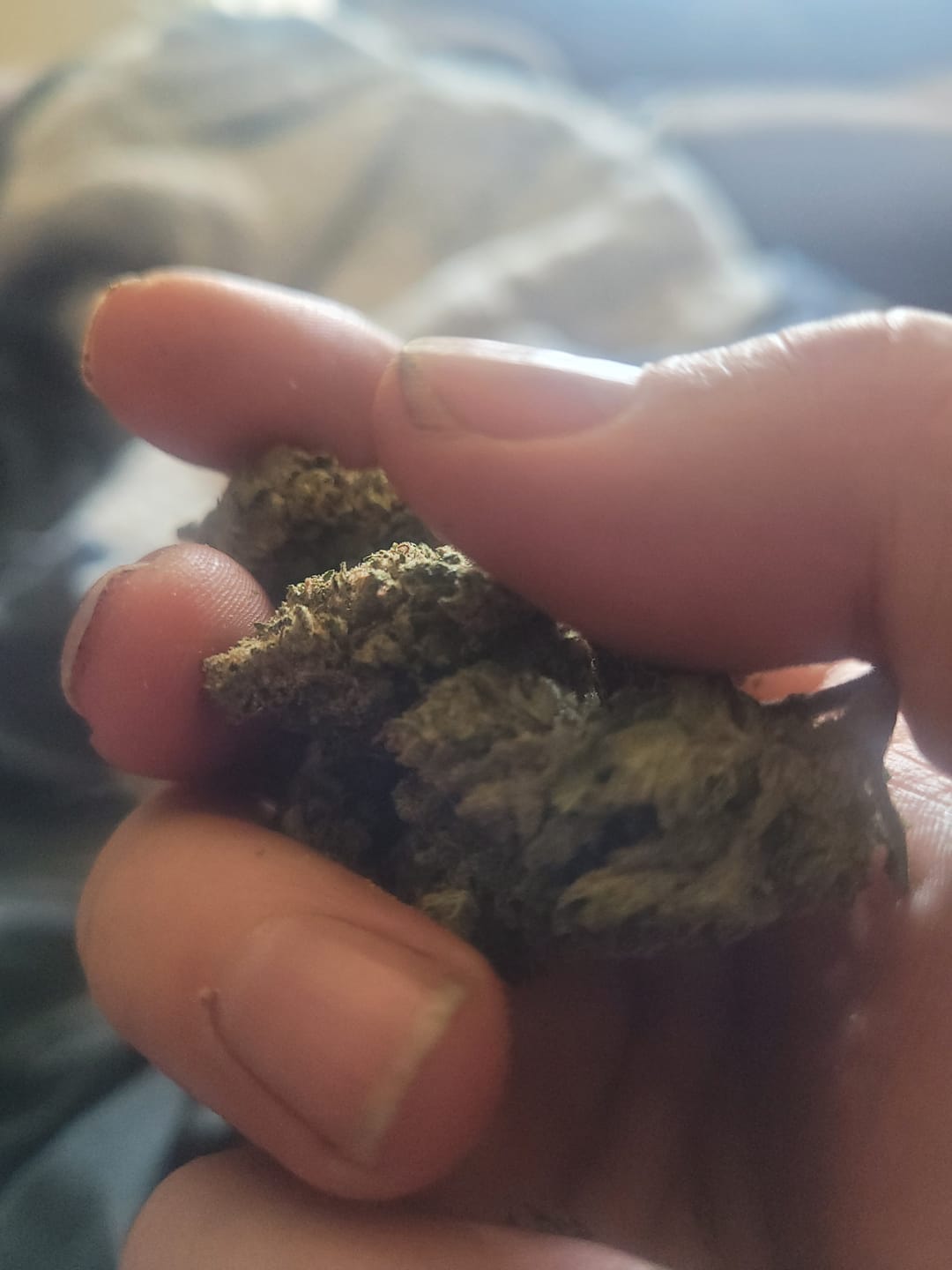 Customer photo review of Blue Dream - 28 Grams - Sativa