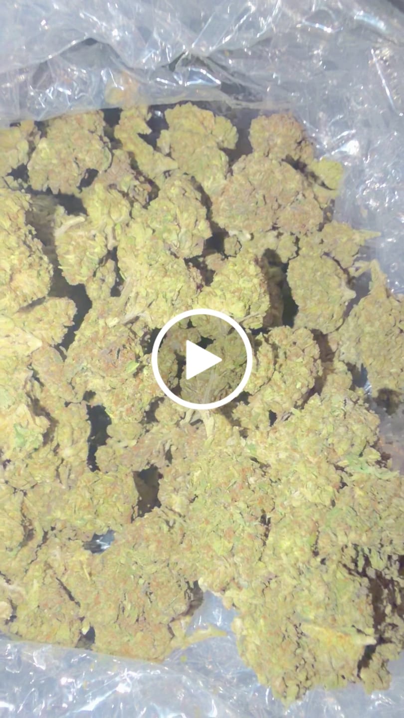 Customer video review of Purple Octane - Bulk - Indica