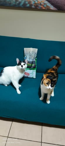 Customer photo review of BRAVERY CHICKEN ADULT CAT STERILIZED| Gato Adulto Esterilizado Pollo  2kg