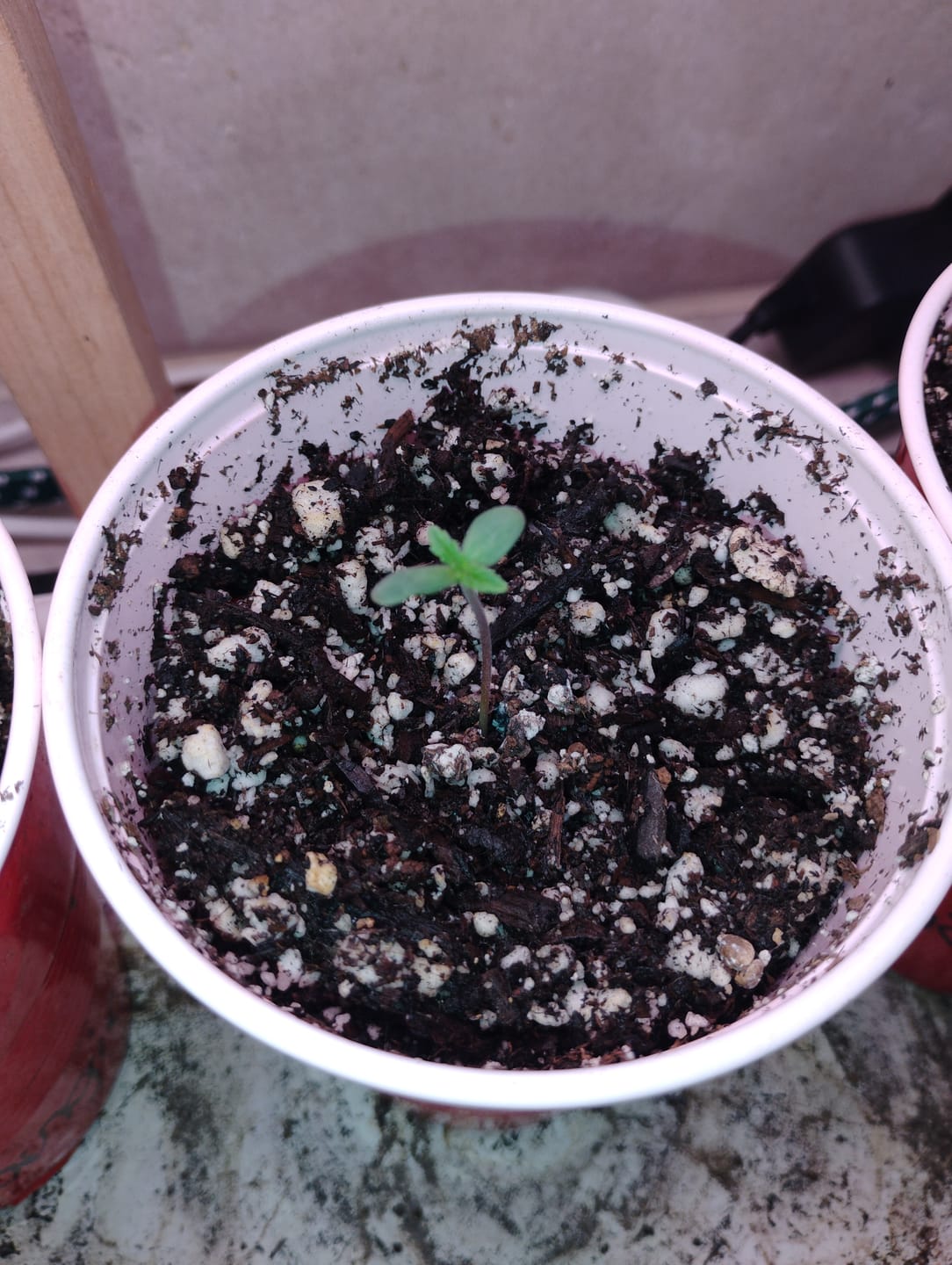 Customer photo review of Vega's Greasy Grapes S2 Feminized Photoperiod Seeds