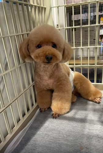 顧客對ProClean™狗狗天然潔牙護齒配方的照片評價