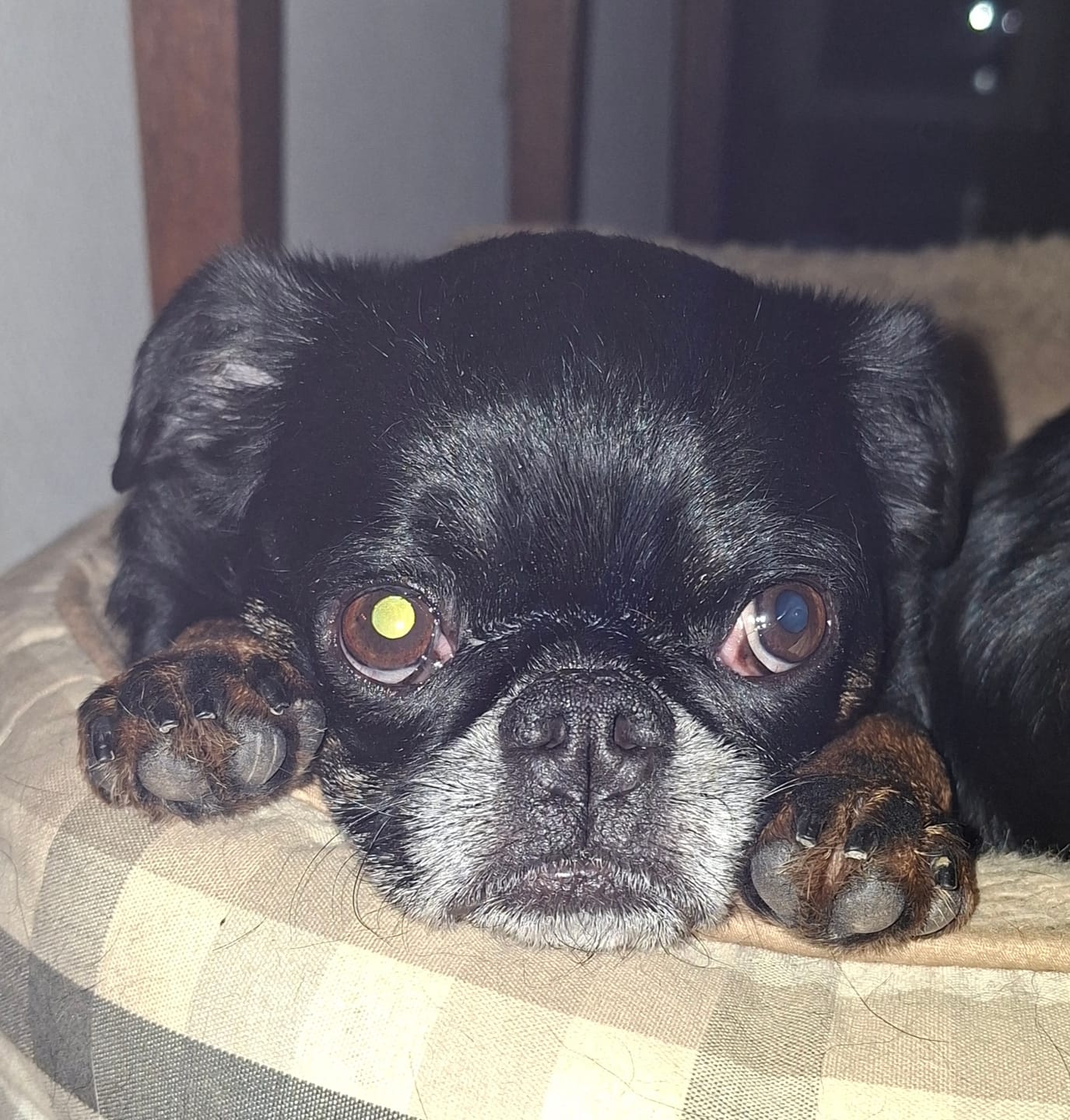 Customer photo review of Allergietest Plus Hund