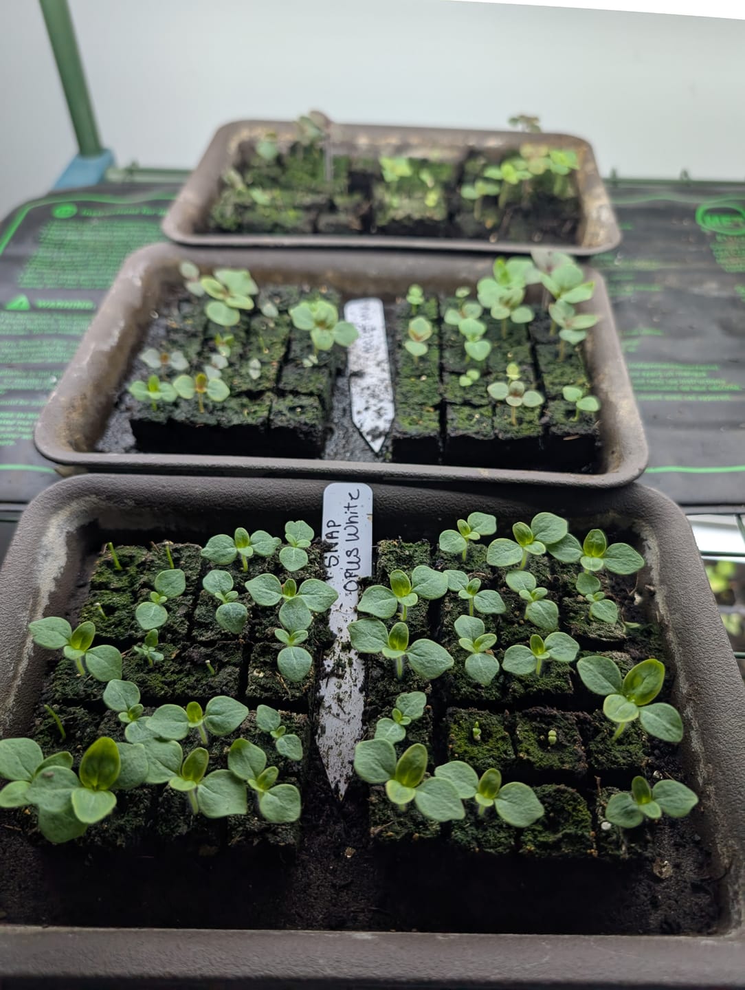 Customer photo review of Snapdragon, Potomac Mix