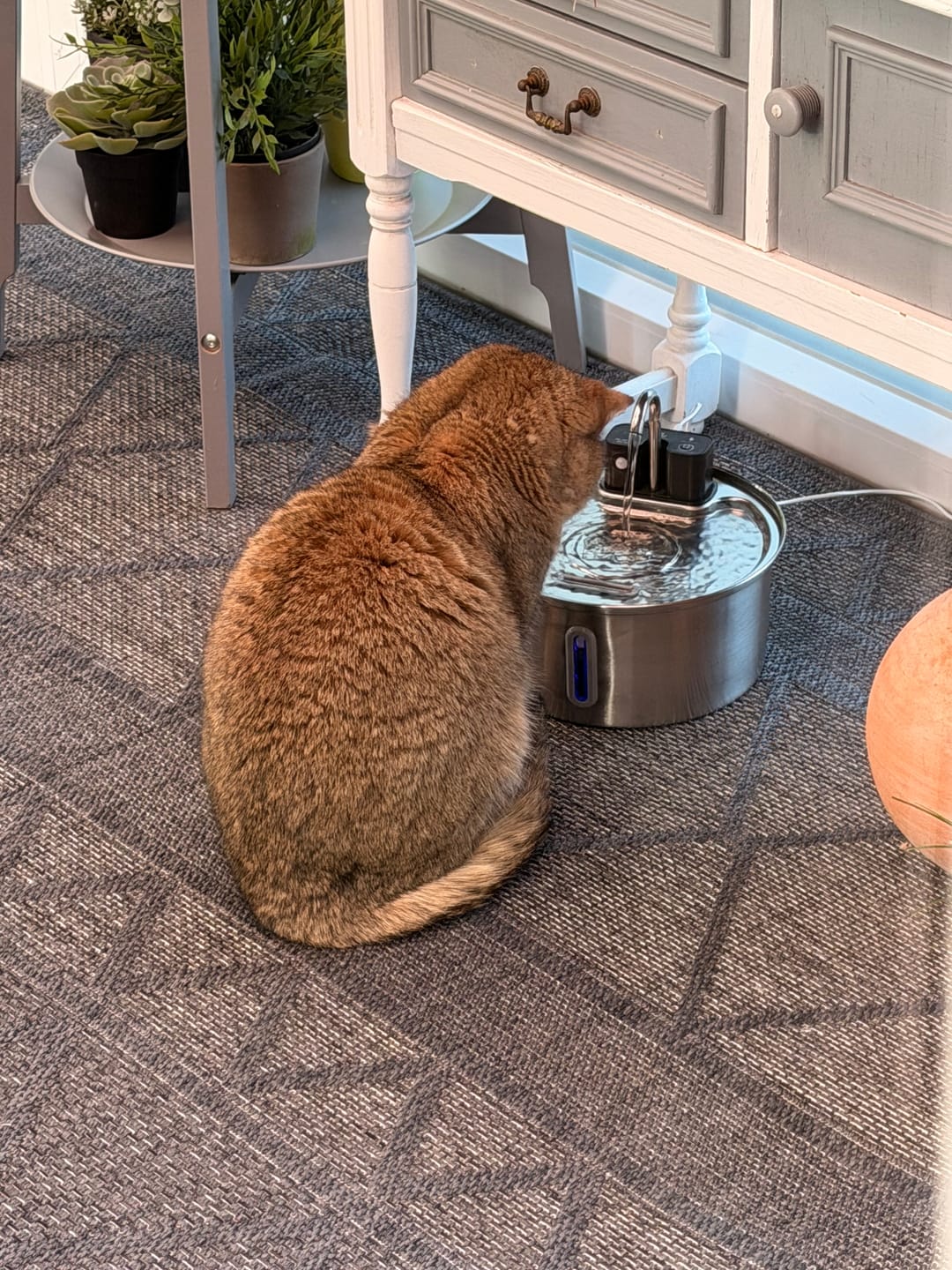 Customer photo review of NordFlow 2.0 Katzenbrunnen