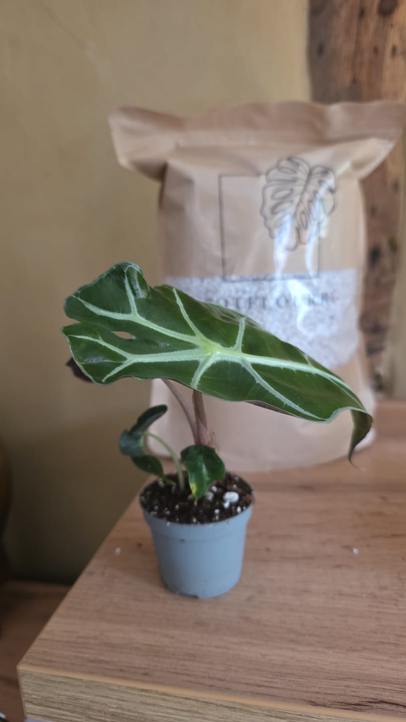 Customer photo review of ALOCASIA AMAZONICA