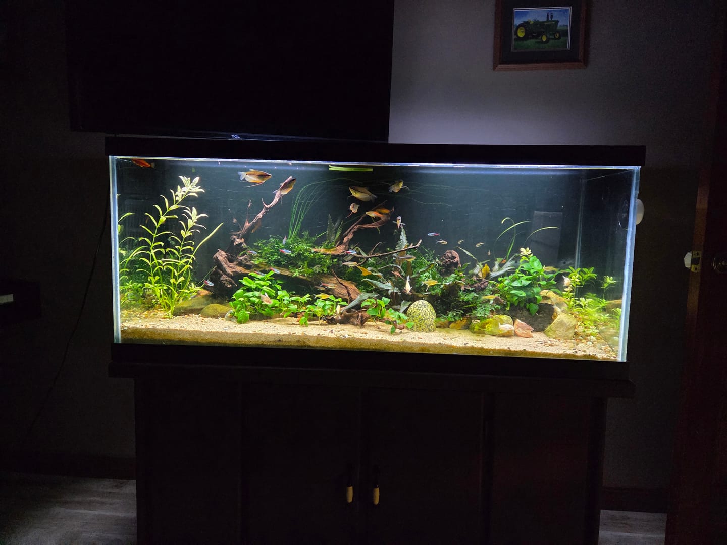 Customer photo review of Shark PRO