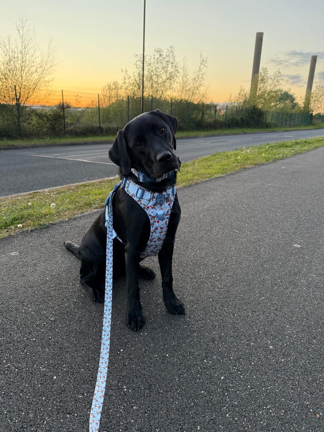 Customer photo review of Disney© Tough Trails™ Harness - Tigger