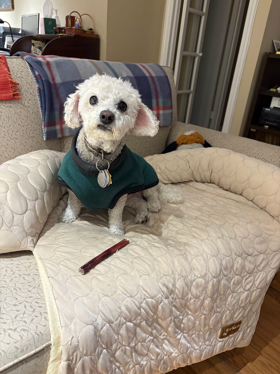 Customer photo review of Small Bully Sticks 6" Long-Lasting Dental Dog Chews