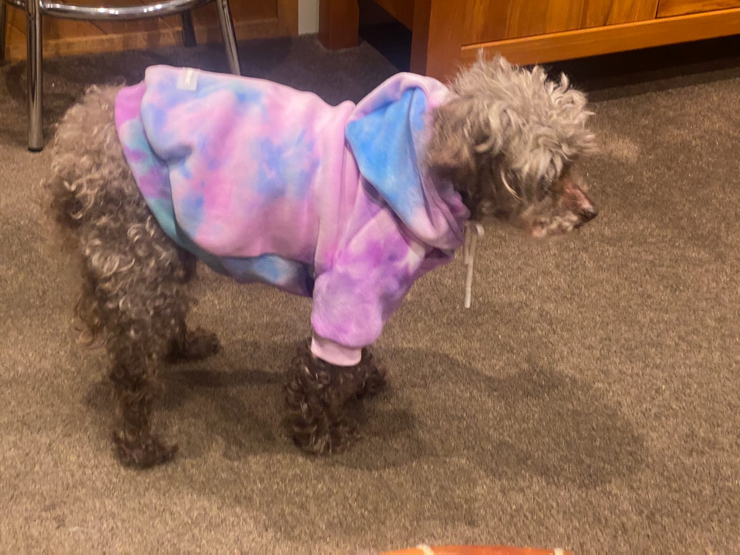 Customer photo review of Velvet Dog Hoodies