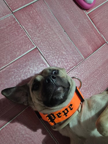 Customer photo review of Collare Crime 5cm