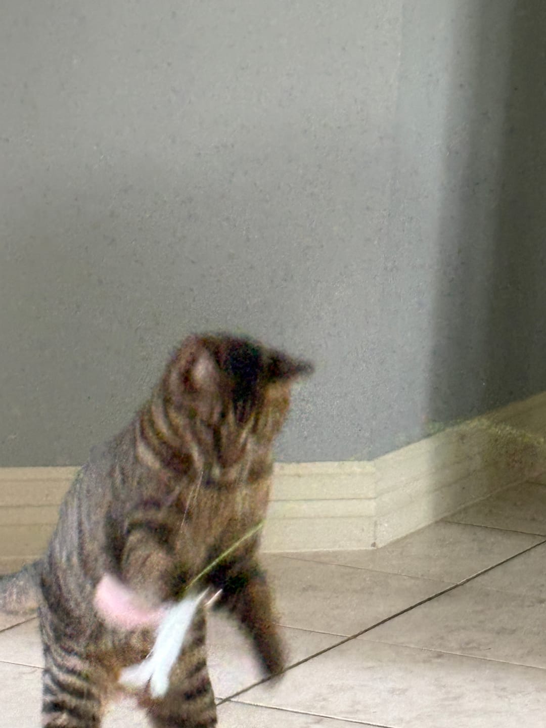 Customer photo review of Interactive Bird Simulation Cat Toy Set