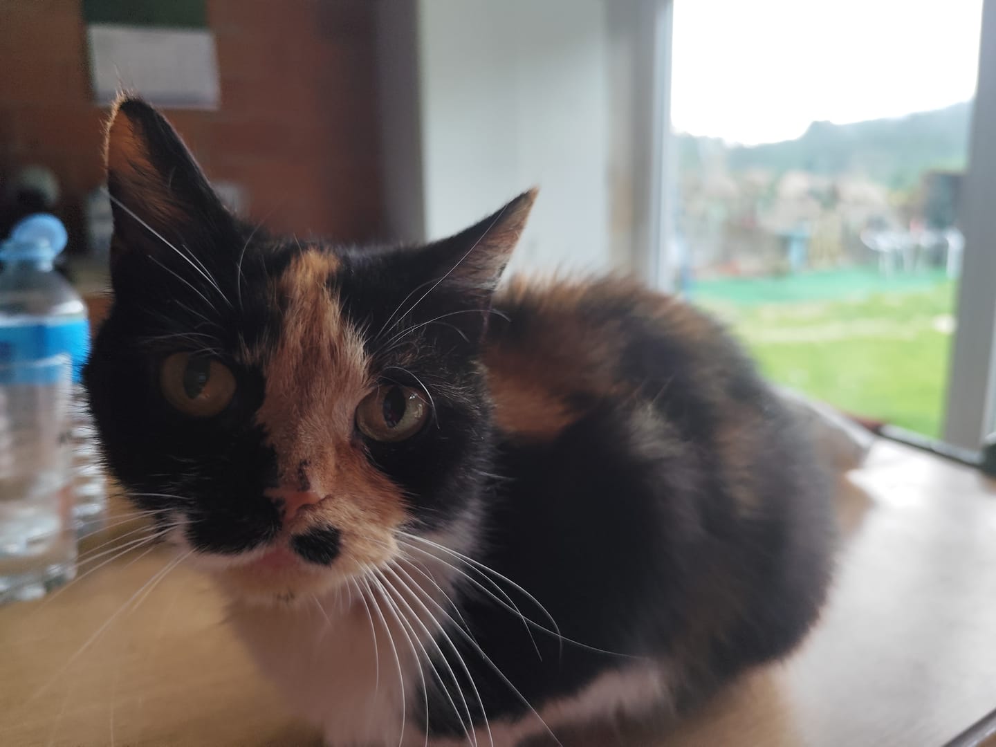 Customer photo review of Cat Sterilized