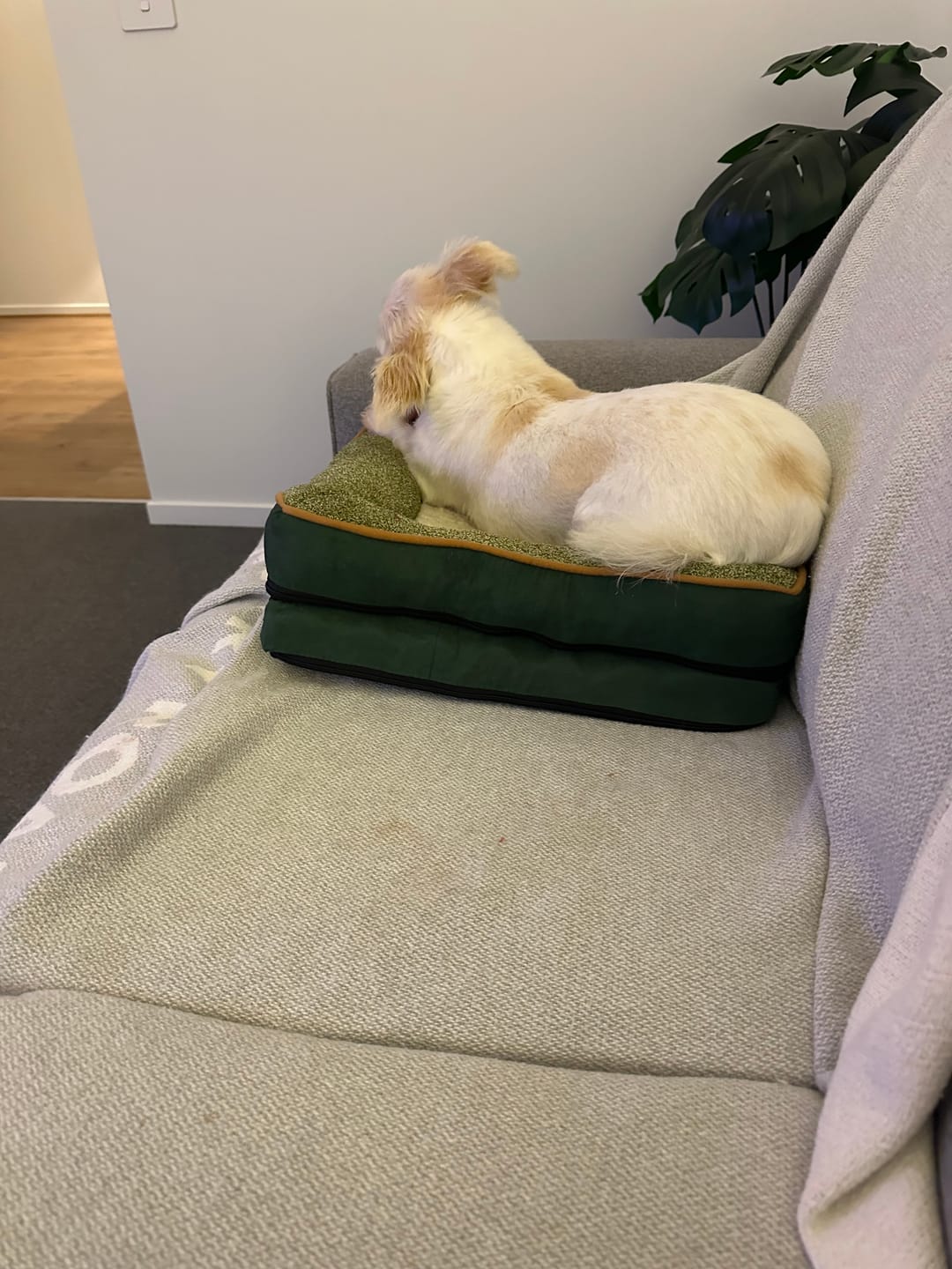 Customer photo review of Pets Gear Orthopedic Dog Bed