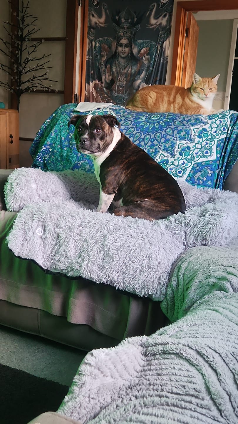 Customer photo review of Calming Couch Bed