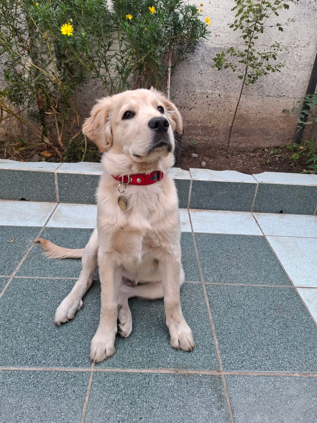 Customer photo review of Collar Lassie Rojo/Rojo B14