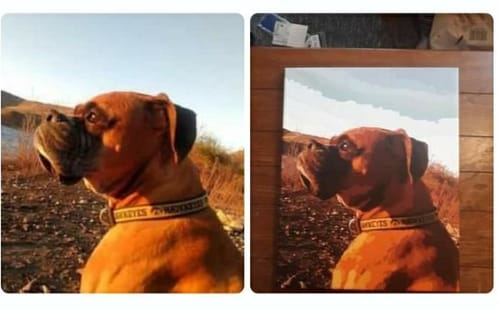 Customer's side-by-side comparison of a boxer photo and the finished Custom Paint By Numbers canvas.