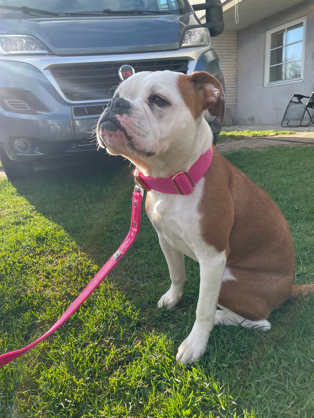 Customer photo review of Walk Leash Rosa - Säkert nylonkoppel i olika längder