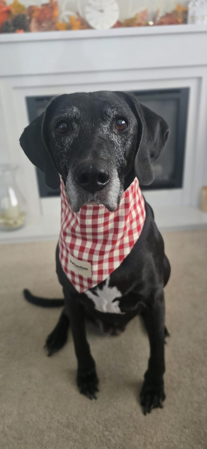 Customer photo review of Red Gingham Bandana