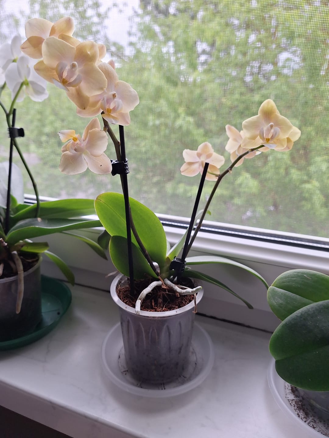 Customer photo review of Duftorchidee Table Dance Elemental mit gelben Blüten mit 2 Rispen