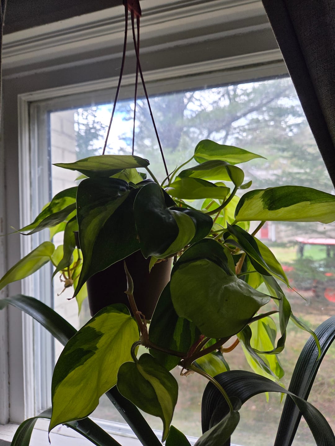 Customer photo review of Philodendron hederaceum 'Brasil'