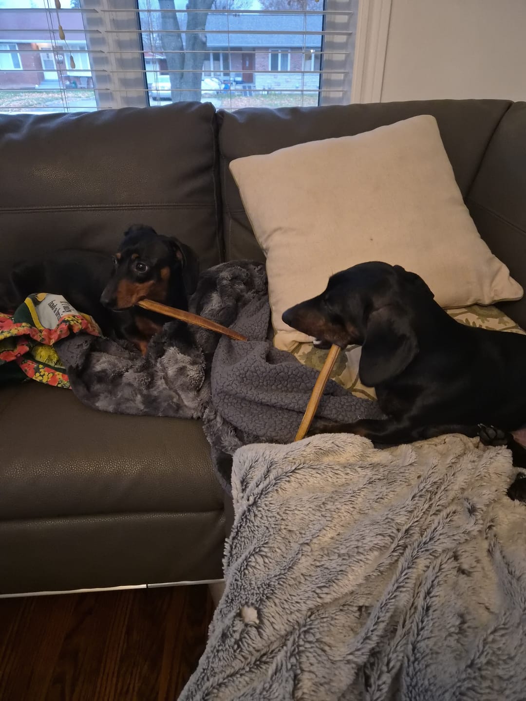 Customer photo review of 12 Inch Jumbo Bully Stick