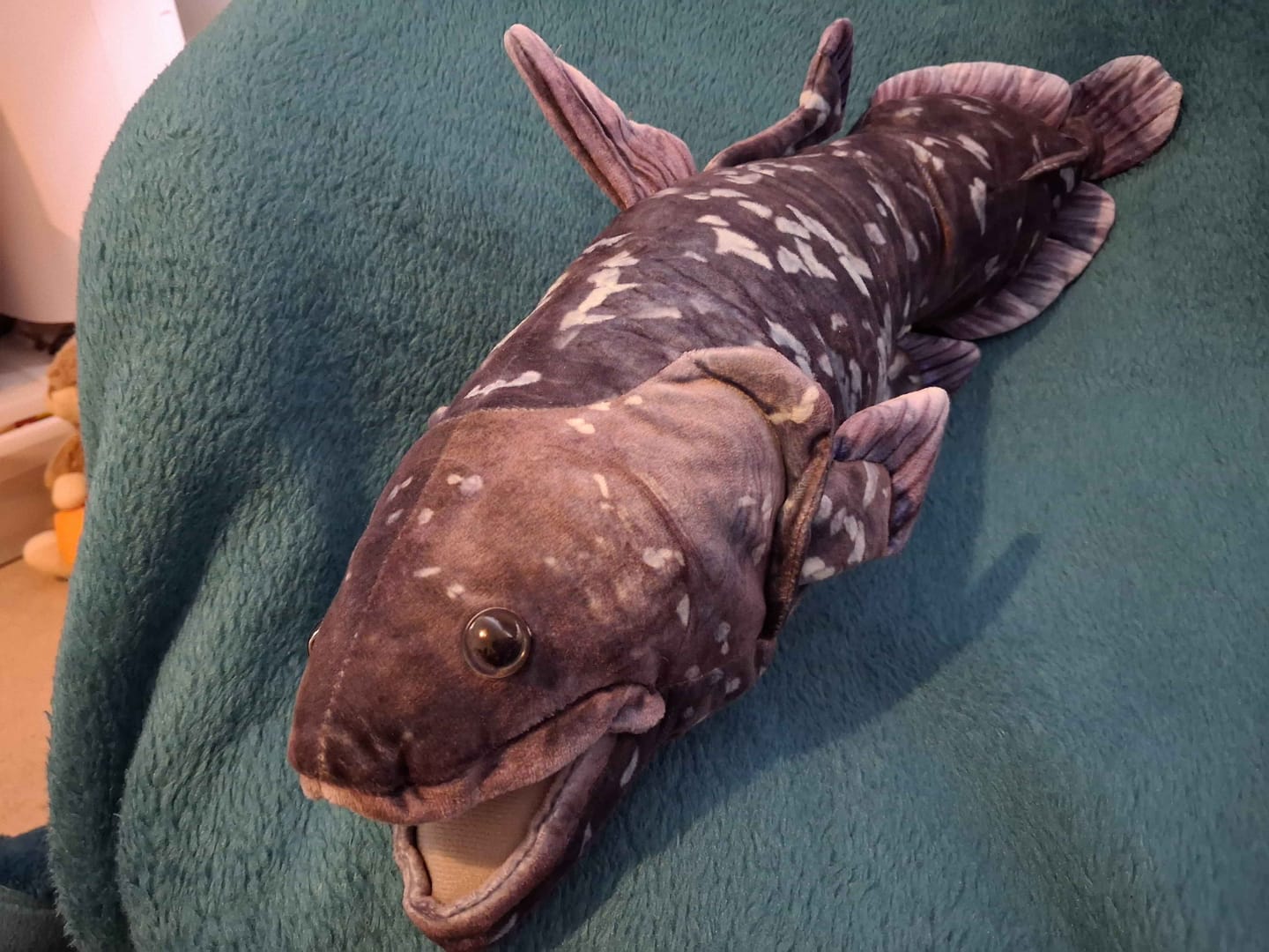 Customer photo review of Coelacanth Fish Soft Stuffed Plush Toy
