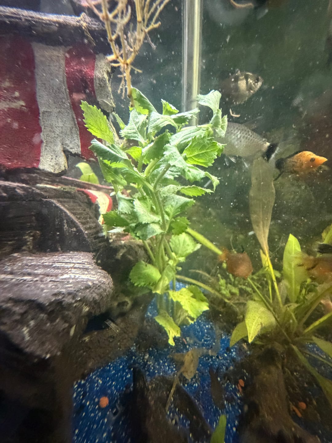 Customer photo review of Water Wisteria (Hygrophila difformis)