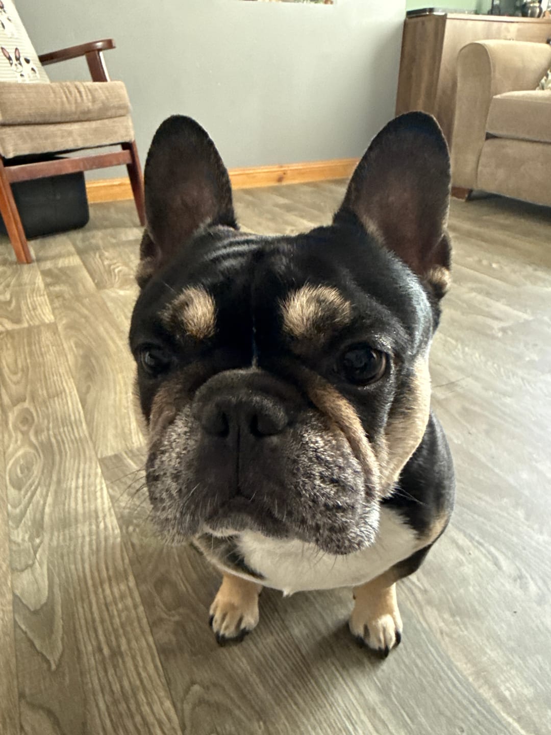 Customer photo review of Tear Stain Eye Wipes for Dogs (100 Wipes)