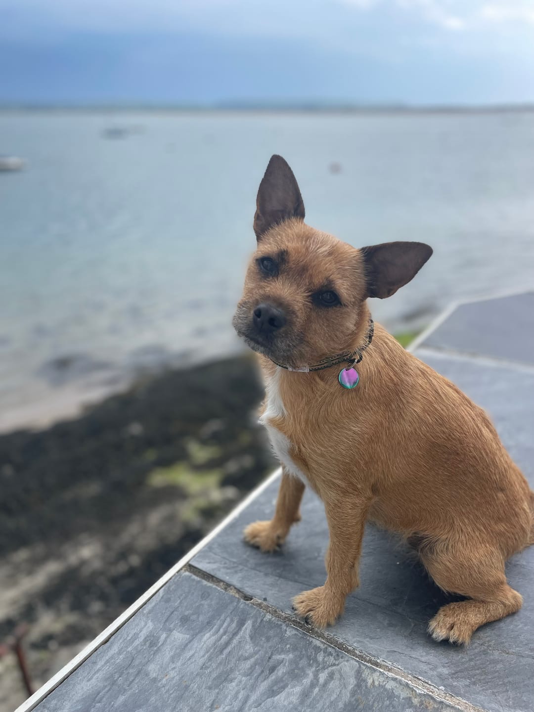 Customer photo review of Titanium Dog Tag (22mm) in Rainbow Colour | Round