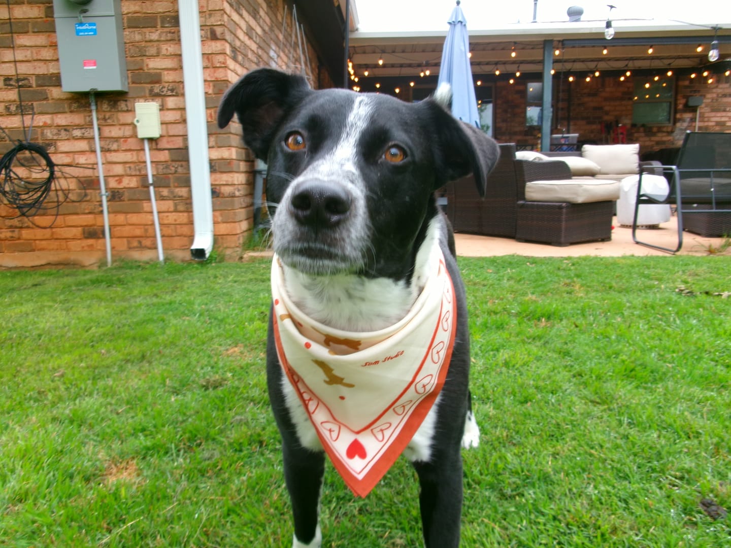 Customer photo review of Teddy Bear Bandana