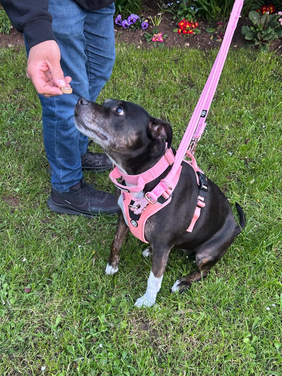 Customer photo review of Anti Pull Hurricane Harness Lighter | With Handle - Pink