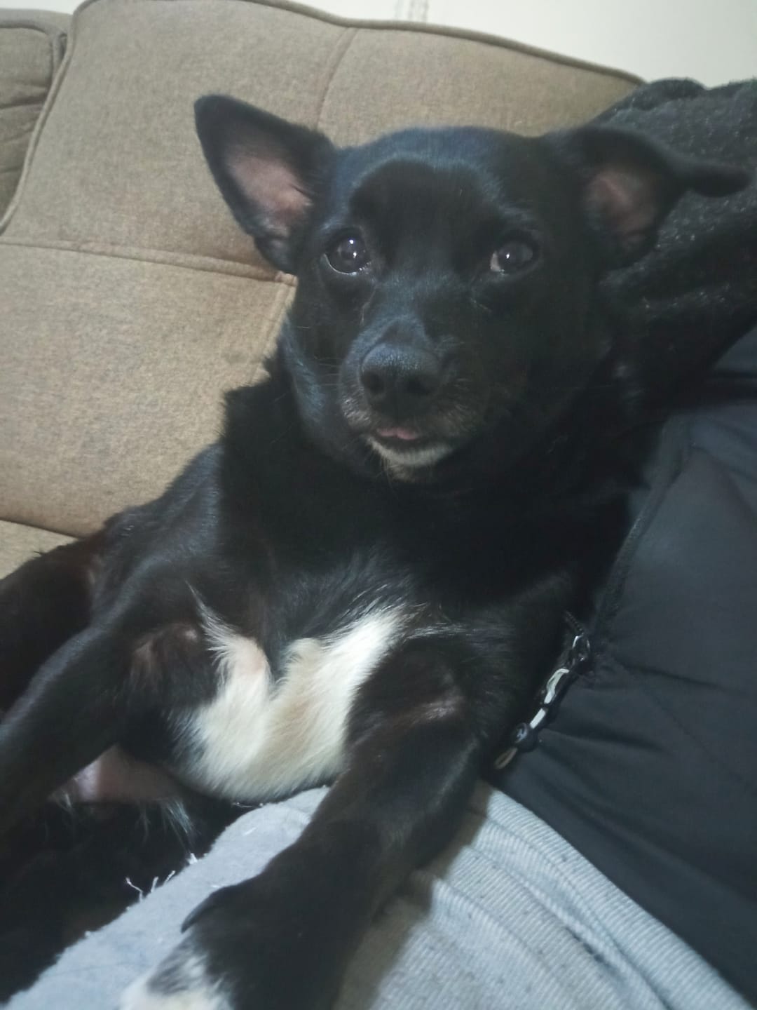 Customer photo review of PetFamily Foods Grain Free