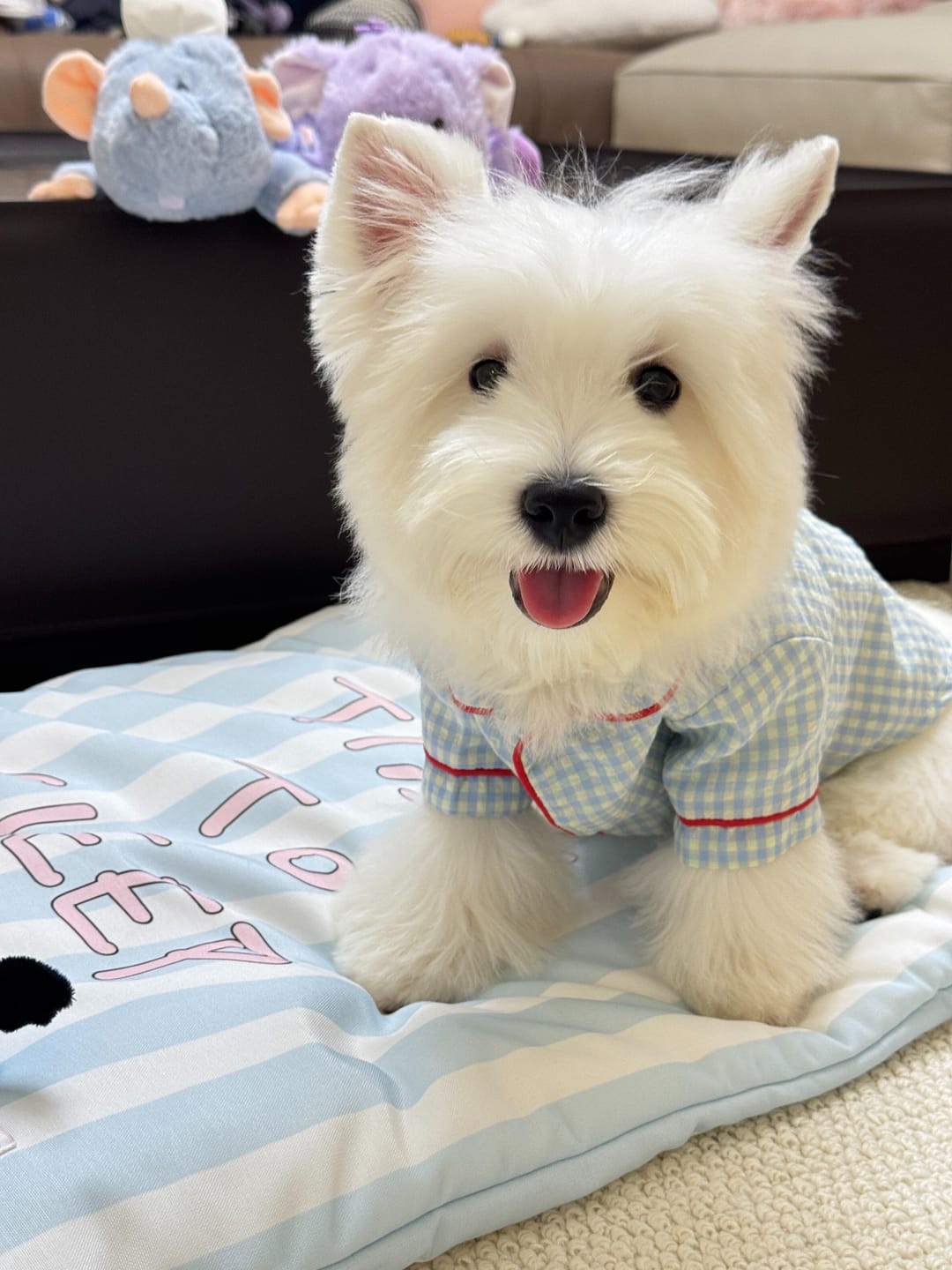 Customer photo review of Gingham Getaway Shirt