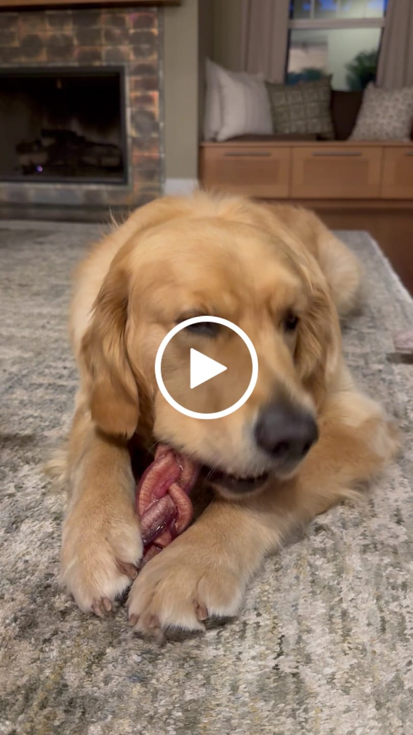 Customer video review of 6 Inch Monster Braided Bully Stick