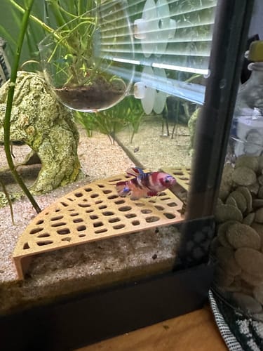 Customer's colorful Koi Nemo Fire Female Betta fish on a platform in an aquarium.